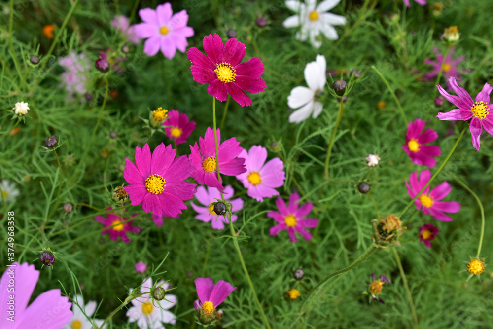 Background of multicolored flowers of Cosmea in the garden
