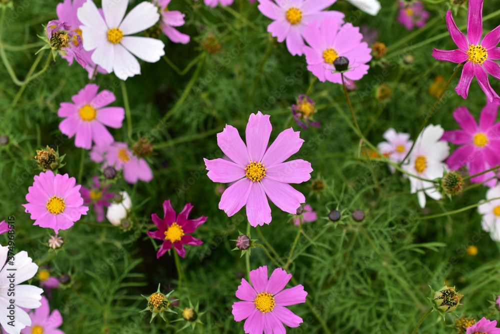 Background of multicolored flowers of Cosmea in the garden Background of multicolored flowers of Cosmea in the garden