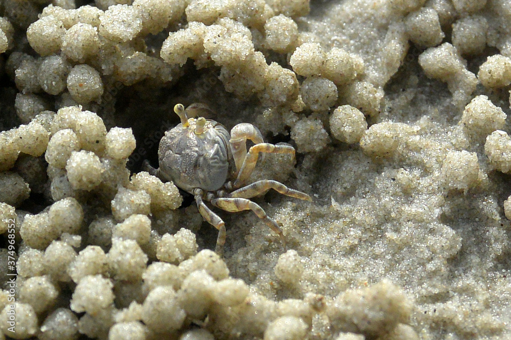 Sand crab on the beach near its mink