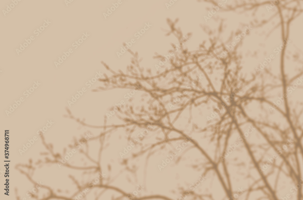 Summer background of shadows branch leaves on a wall for overlaying a photo or mockup Summer background of shadows branch leaves on a wall for overlaying a photo or mockup