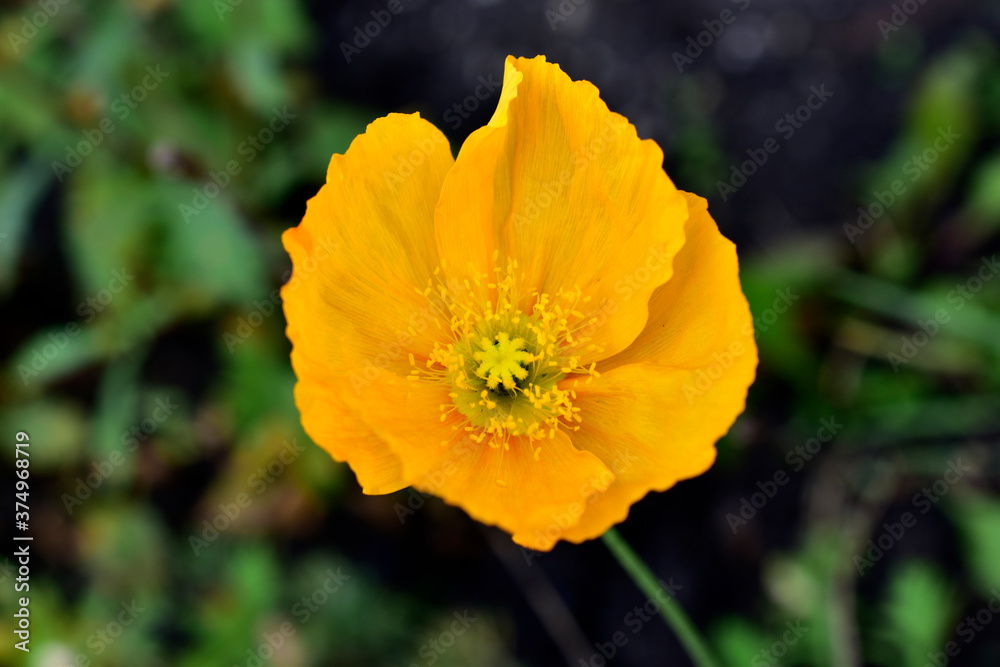 Orange poppy flower close up in the garden in summer Orange poppy flower close up in the garden in summer