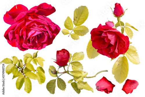set of red autumn roses isolated on white