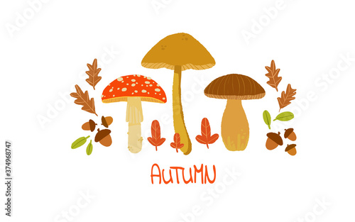 autumn mushrooms amanita muscaria  boletus edulis bull porcino