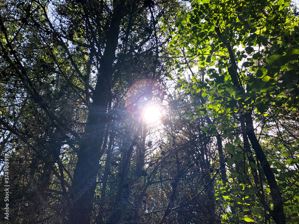 Obraz premium sun shining through the trees