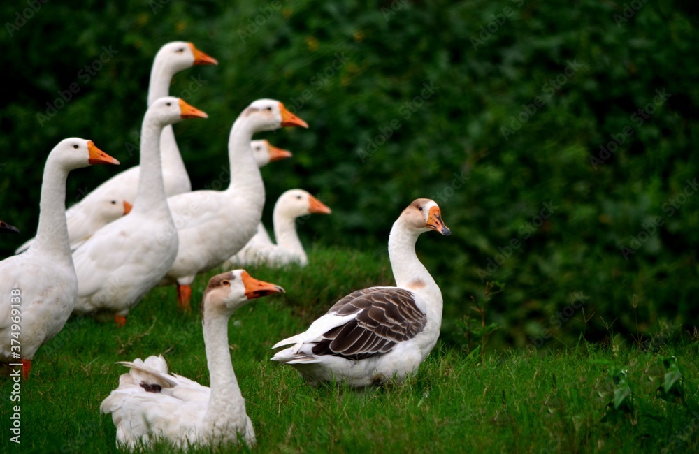 group of geese on the grass group of geese on the grass