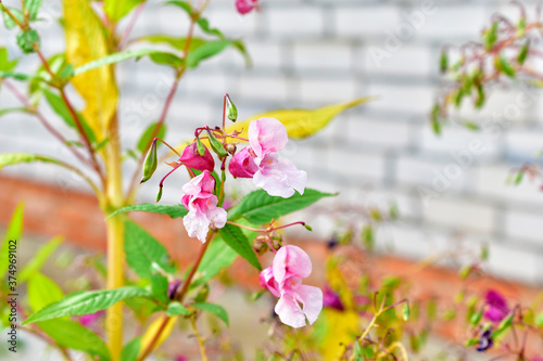 Pink and red flowers of Hydrocera and Impatiens photo