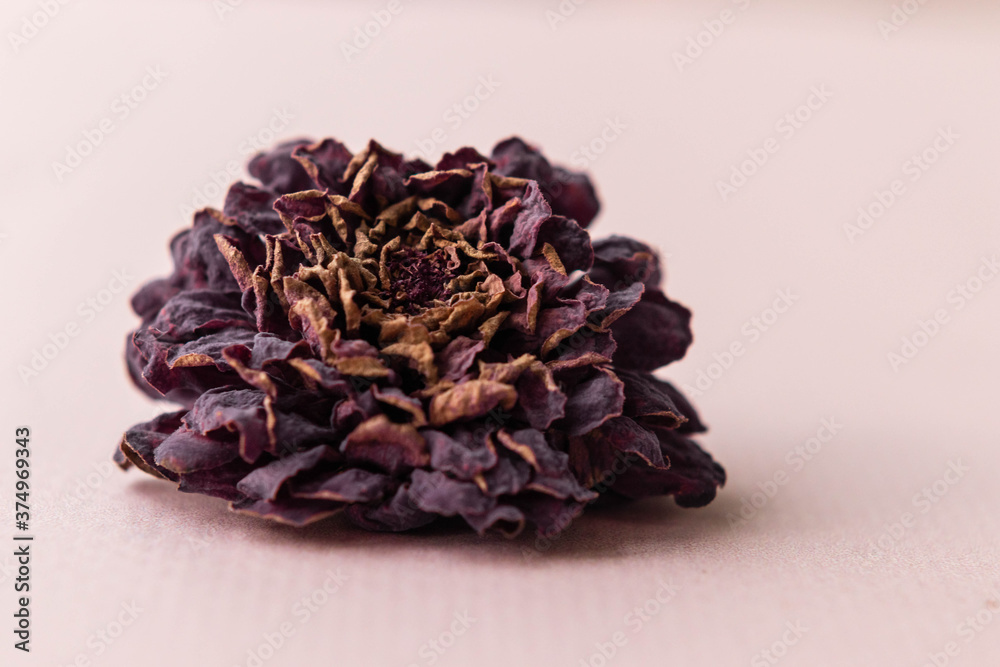 Autumn dry zinnia flowers on light background. Autumn, fall, thanksgiving day concept. Flat lay, top view, copy space Autumn dry zinnia flowers on light background. Autumn, fall, thanksgiving day concept. Flat lay, top view, copy space