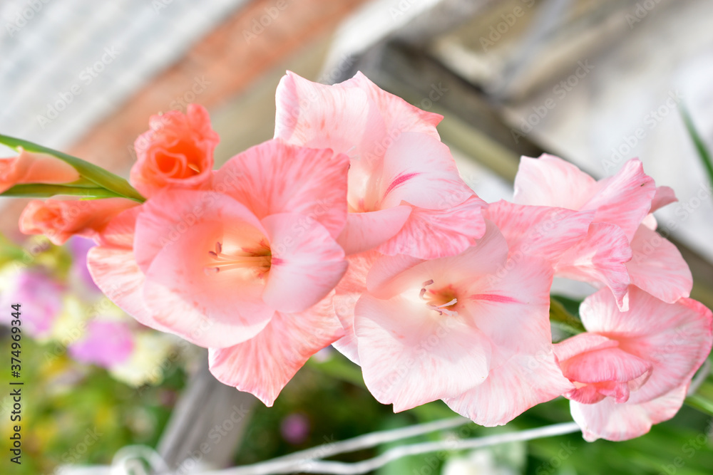 Fototapeta premium Red and blue Lily flowers on a Bush in the garden