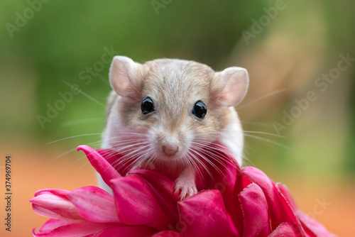 Portrait of a gerbil on a tropical flower, Indonesia photo