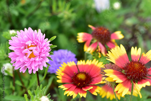 Multicolored Aster flowers in the garden on the background of the garden