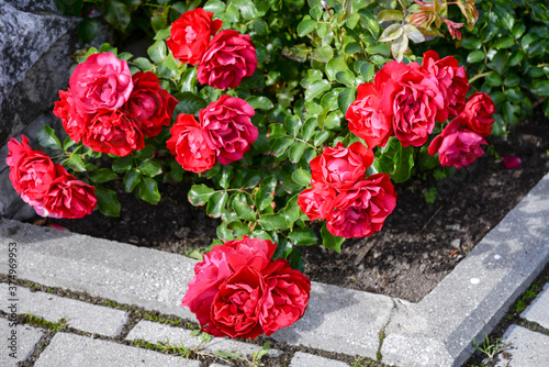 red roses bush in a garden