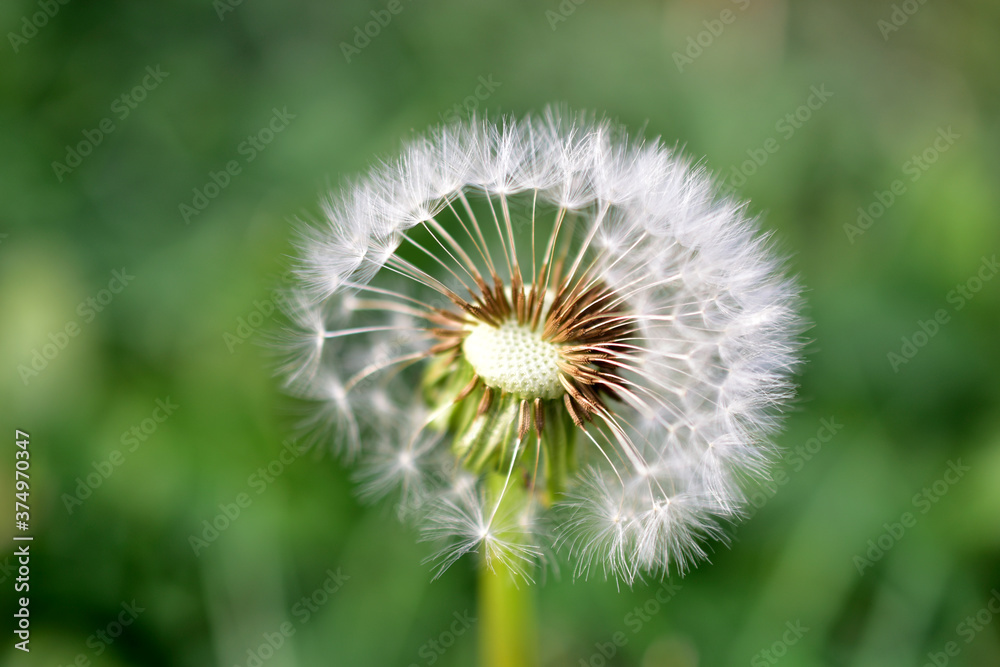 Common dandelion medicinal close up seeds for air