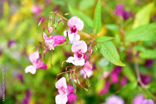 Pink and red flowers of Hydrocera and Impatiens