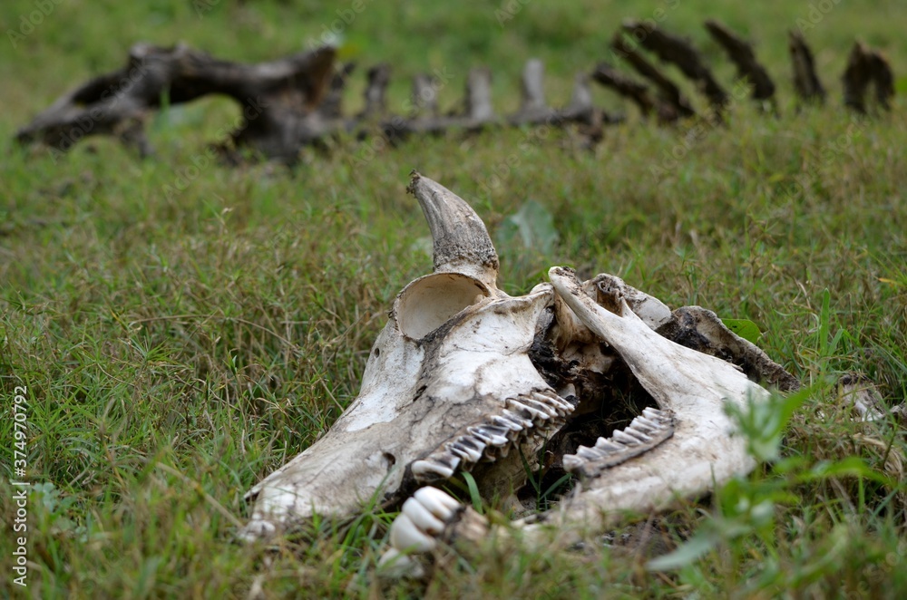 remains remains