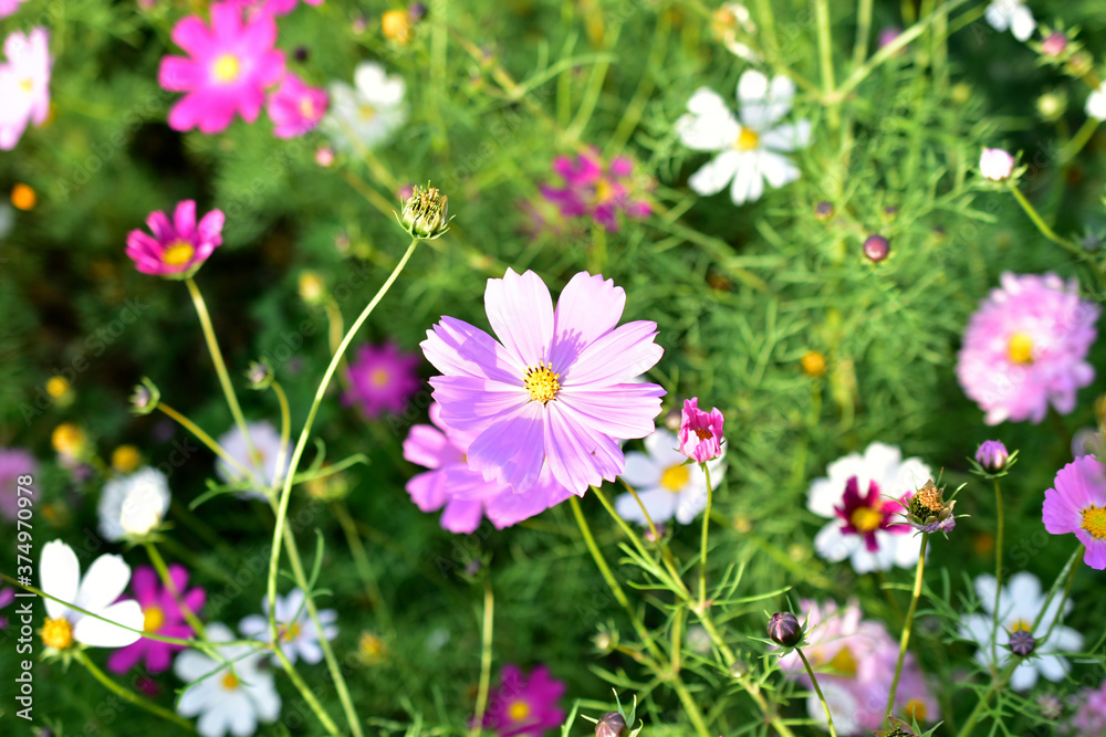 Background of multicolored flowers of Cosmea in the garden Background of multicolored flowers of Cosmea in the garden