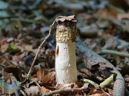 stinkmorchel mit einem blatt als sonnenschirm auf einer waldlichtung photo