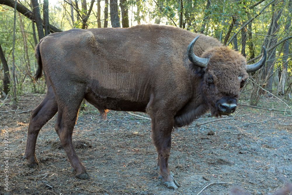European bison - Bison bonasus .in the Moldavian reserve. European bison - Bison bonasus .in the Moldavian reserve.