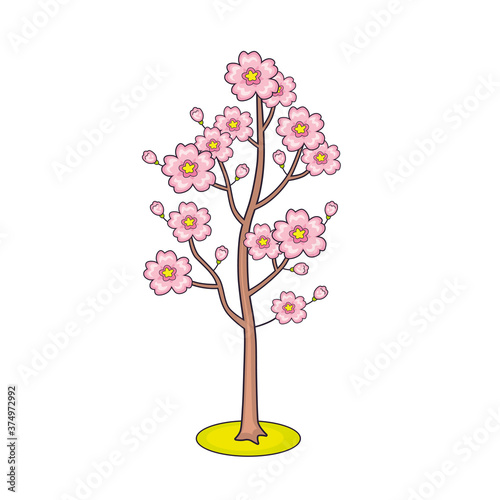 Young sakura cherry tree blossom isolated