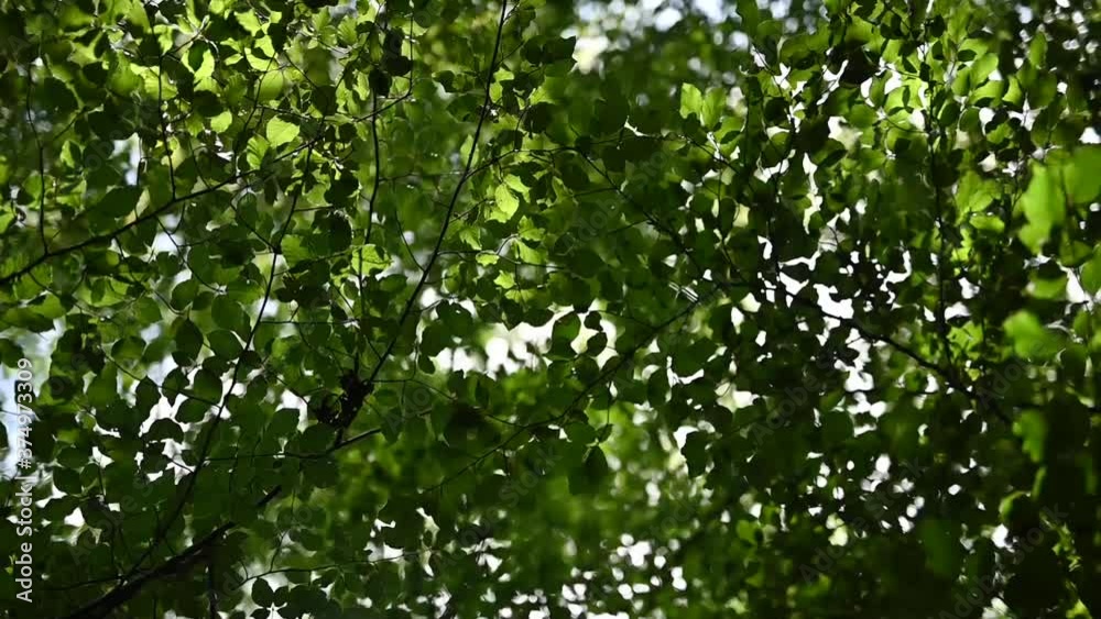 Ein Spaziergang im Wald mit Blick in die Baumkronen Ein Spaziergang im Wald mit Blick in die Baumkronen