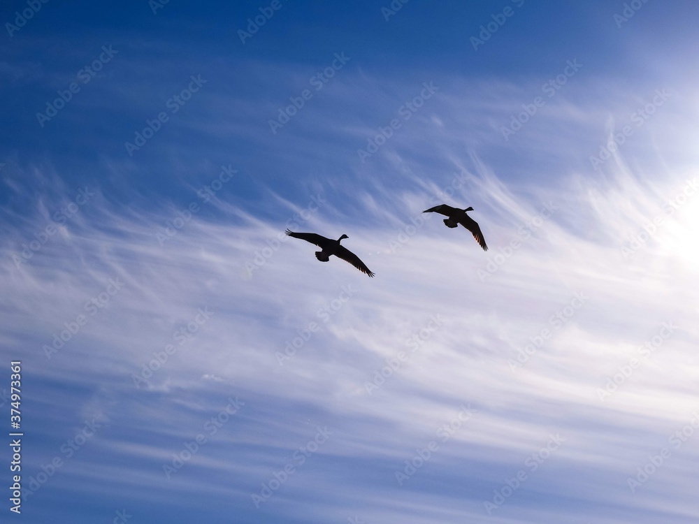 Two Canada Geese Birds Flying Together In The Blue Sky Two Canada Geese Birds Flying Together In The Blue Sky