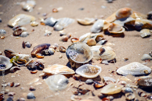 Seashells shining in the sun on a sandy beach close up