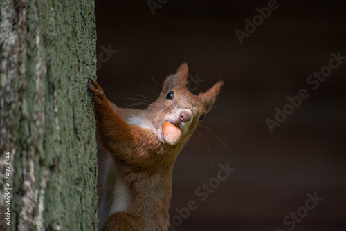 Large ginger squirrel on a tree with a nut in its mouth