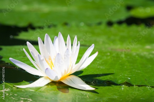 An European white water lily surrounded by some large green leaves