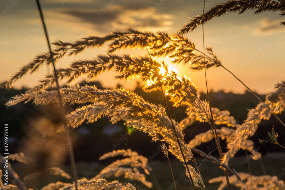Obraz premium grass on a summer meadow against the backdrop of a bright setting sun