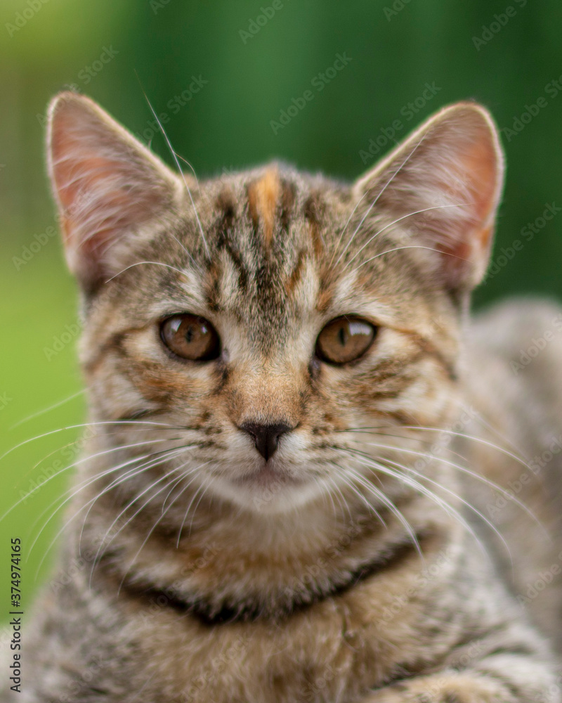 Portrait of a cute little grey striped kitten.