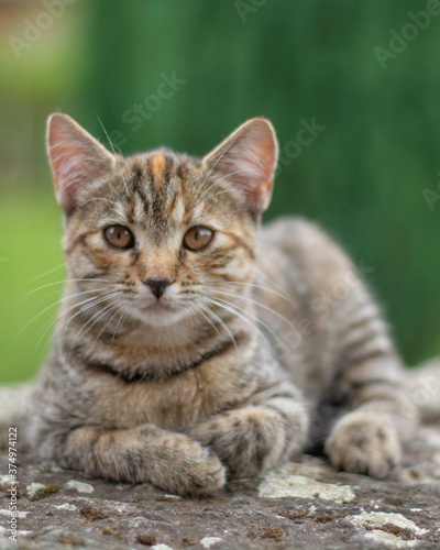 Portrait of a cute little grey striped kitten. © Stefan