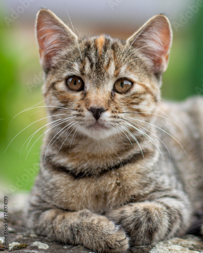 Portrait of a cute little grey striped kitten.