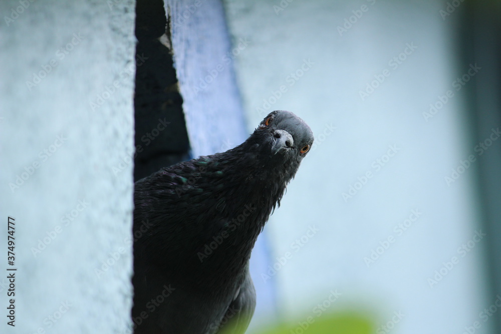 A single pigeon sits on an hole on the wall in the house with a green background on the outdoor. A pigeon perched on the wall or house A single pigeon sits on an hole on the wall in the house with a green background on the outdoor. A pigeon perched on the wall or house