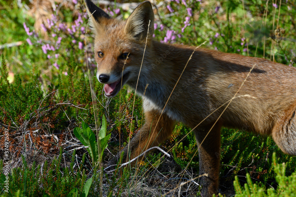 Young red fox in the forest on a summer day Vulpes vulpes Young red fox in the forest on a summer day Vulpes vulpes
