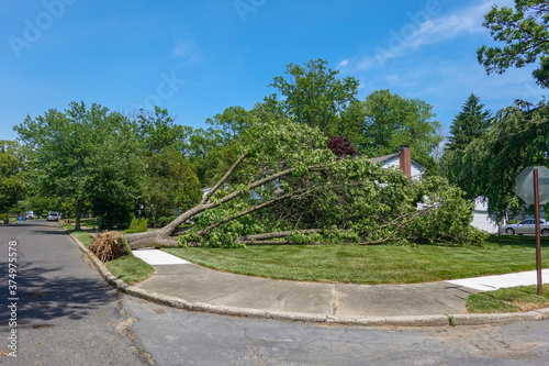 Bild auf Leinwand A tree uprooted during a storm lays across the sidewalk and lawn in front of a h