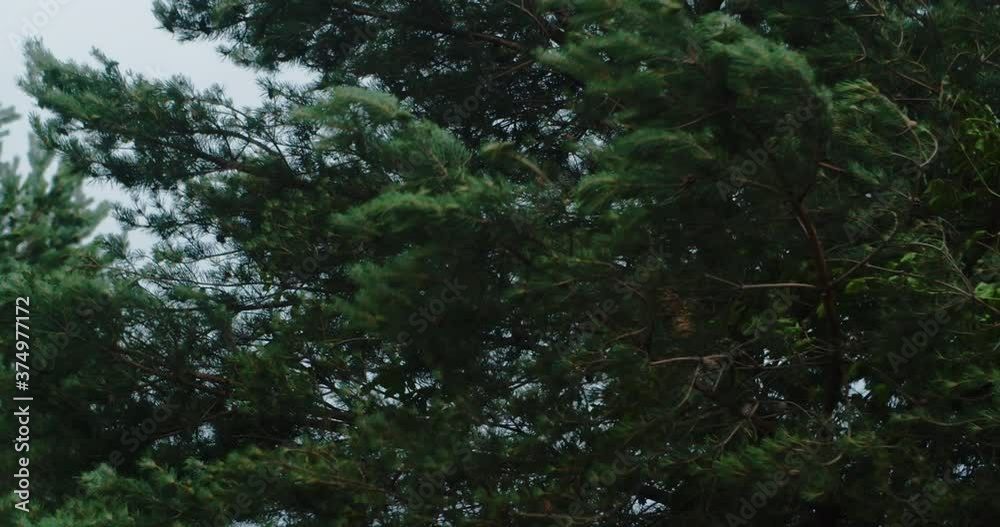 Blue spruce, branches swaying in the wind Blue spruce, branches swaying in the wind
