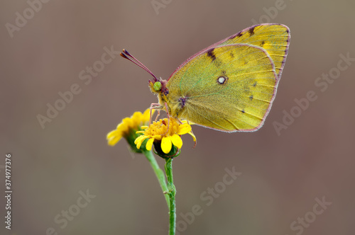 The yellow butterfly Colias hyale on a forest flower on a summer day