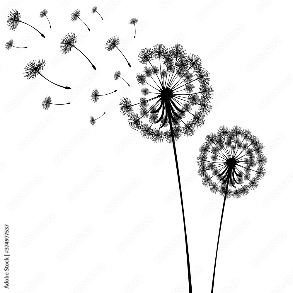 Vector illustration dandelion time. Two dandelions blowing in the wind. The wind inflates a dandelion isolated white background