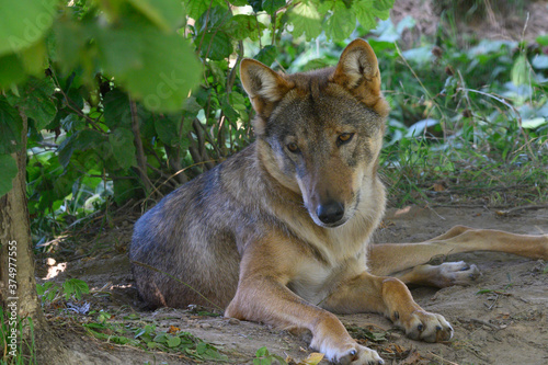 Grey Wolf in theWoods  Canis lupus 