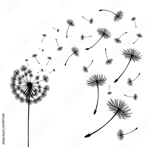 Fototapeta Naklejka Na Ścianę i Meble -  Vector illustration dandelion time. Two dandelions blowing in the wind. The wind inflates a dandelion isolated white background