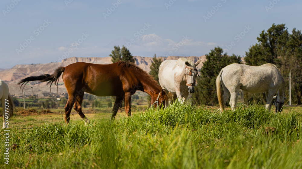 horses in the meadow