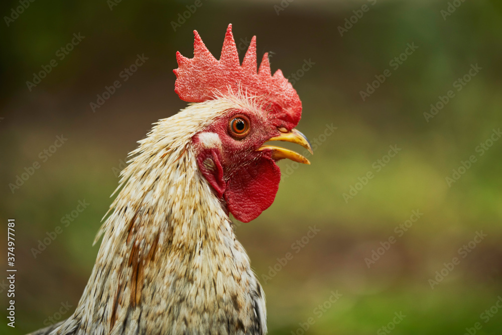 White fighting rooster with its red crest