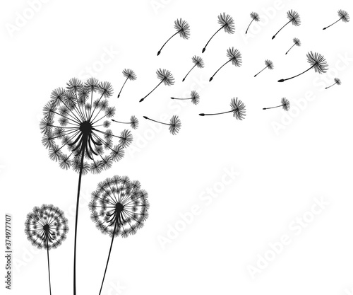 Vector illustration dandelion time. Dandelion seeds blowing in the wind. The wind inflates a dandelion isolated in white background