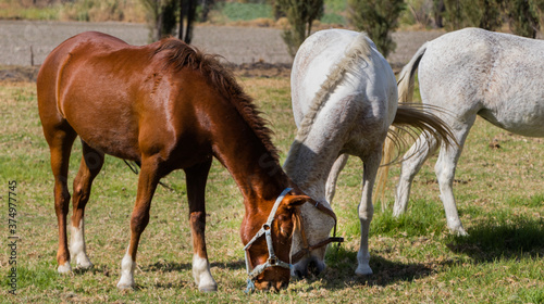 two horses grazing