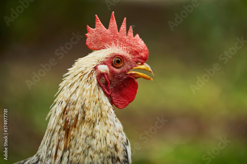 White fighting rooster with its red crest