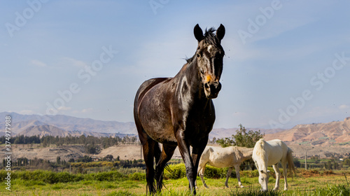 horse in the field