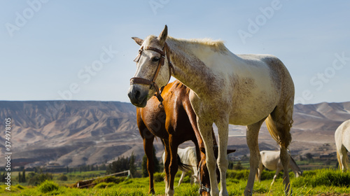 horse in the field