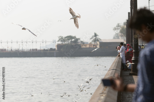 Photography People watching and photographing seagulls in Mumbai seafront