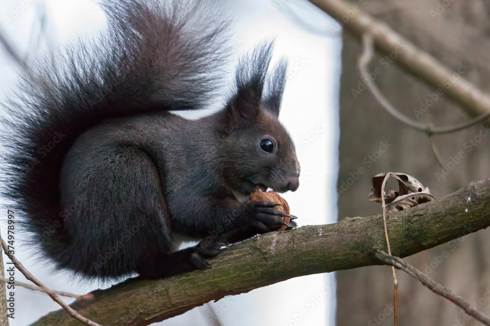 European brown squirrel in winter coat on a branch in the forest European brown squirrel in winter coat on a branch in the forest