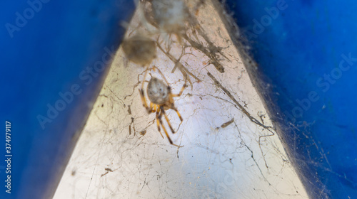 spider on the web