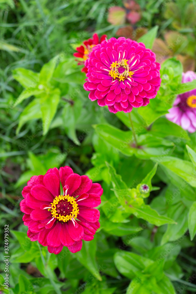 Flowers of purple zinnia on a background of green leaves on a summer day.
Flowers of purple zinnia on a background of green leaves on a summer day.